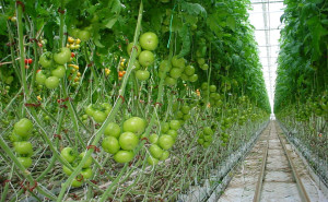 Tomates de invernaderos