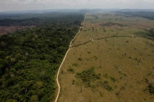 Paraguay es líder en materia de deforestación en la región (Foto: Archivo)