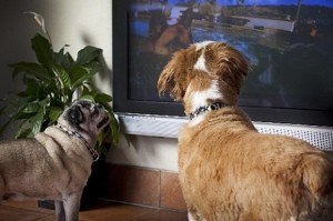 Perros mirando televisor. Foto tomada de ActualidadRT. (Fuente Externa) 