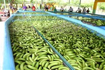 El banano sigue siendo el principal producto orgánico que exporta República Dominicana. Fuente externa.