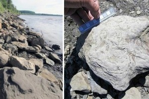 Huellas fosilizadas en rocas a orillas del río Yukón en Alaska (Foto: RT)