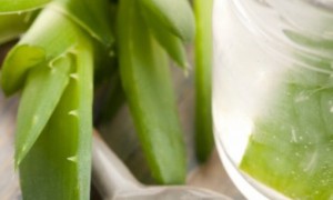 La sábila o aloe vera es una caja de sorpresas nutricional y para tratar problemas de la piel.