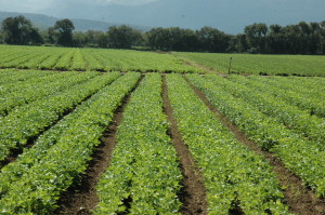 habichuelas