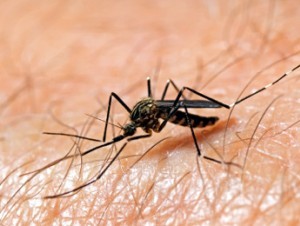 Aedes aegipti, transmisor del dengue.