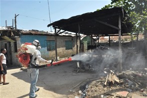 La Chikungunya es transmitida a los humanos a través de la picadura del mosquito Aedes aegyptis, el mismo del dengue.