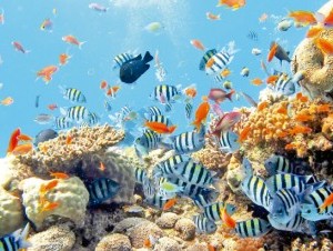 Los arrecifes de coral son uno de los ecosistemas más diversos del planeta. 