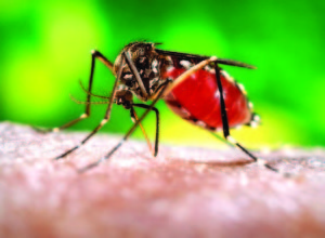 Aedes aegypti es responsable de dengue y de la fiebre chikungunya.