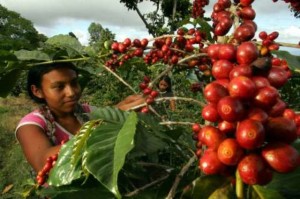 Arriba, cuando había café y un vivero de plantas. Abajo, plantación defoliada y hojas afectadas de roya.