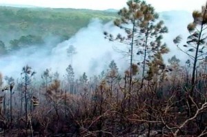 Unas 238 hectáreas de bosques han sido arrasadas por incendios en el extremo occidental de Cuba.