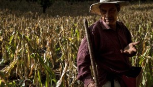 La sequía en Guatemala ha afectado los cultivos de granos básicos que campesinos e indígenas pobres usan para su subsistencia