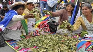 Bolivia socializará bondades de la coca en foro internacional de Ecuador. (Foto: ABI)