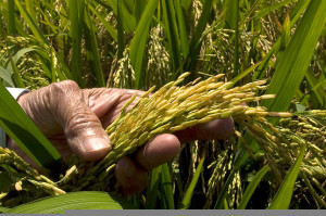 Foto: El reto consiste en producir alimentos suficientes que estén al alcance de los más pobres y sin dañar el medioambiente.