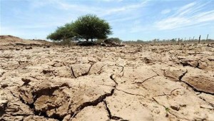 La ausencia de precipitaciones y el surgimiento de un hongo que perjudica a los cultivos de café afecta al sector de Agricultura (Archivo)