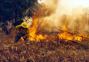 Incendio-forestal