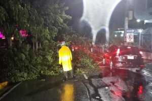 Árbol derribado por la tormenta de anoche. Los agentes de la Amet se presentaron al lugar a viabilizar el tránsito y a retirarlo. (Fuente Externa) - See more at: http://www.elcaribe.com.do/2015/10/26/tormenta-tumbo-arboles-causo-averia-servicio-electrico-semaforos#sthash.zwwptjmP.dpuf