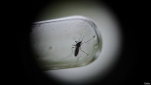 dengue