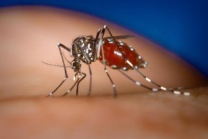 Aedes Aegypti, mosquito que causa el dengue (Fuente Externa)