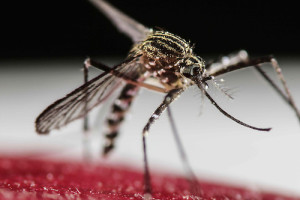 SJS01. SAN JOSÉ (COSTA RICA), 31/01/2016.- Fotografía del 30 de enero de 2016, del mosquito Aedes Aegypti en San José (Costa Rica). El Ministerio de Salud de Costa Rica informó hoy que como parte de las acciones en la lucha contra el mosquito Aedes aegypti, transmisor del zika, dengue y chikunguña, utiliza una bacteria para contrarrestar el vector. La bacteria llamada "spinosad" (Saccharopolyspora spinosa) se aplica en forma de pastilla en depósitos de agua de gran tamaño, naturales o no, donde se sospecha que se reproduce el mosquito. EFE/Jeffrey Arguedas