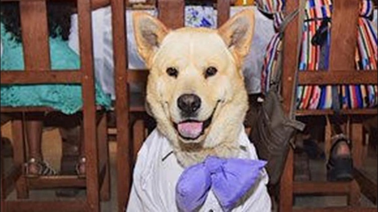 Pareja se casa y elige a su perro como testigo de ceremonia: las fotos se  volvieron virales – La Republica Online